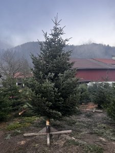 Großer Christbaum / Weihnachtsbaum – ca. 7 m