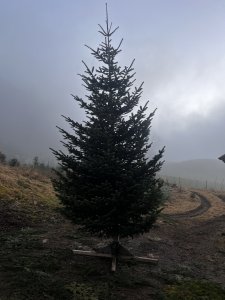 Großer Christbaum / Weihnachtsbaum – ca. 7 m