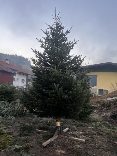 Großer Christbaum / Weihnachtsbaum – ca. 7 m