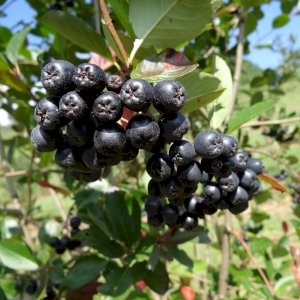 Aronia Strauch/ Sorte Nero 
