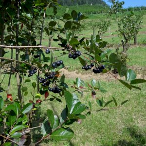 Aronia Strauch/ Sorte Nero  3