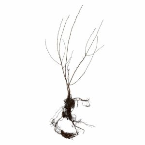 Aronia Strauch/ Sorte Nero