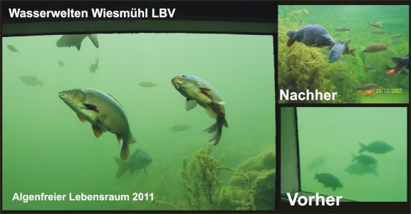 BioTopVit - Algenbekämpfung