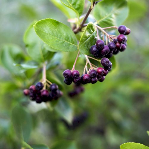 Aronia Strauch/ Sorte Nero 