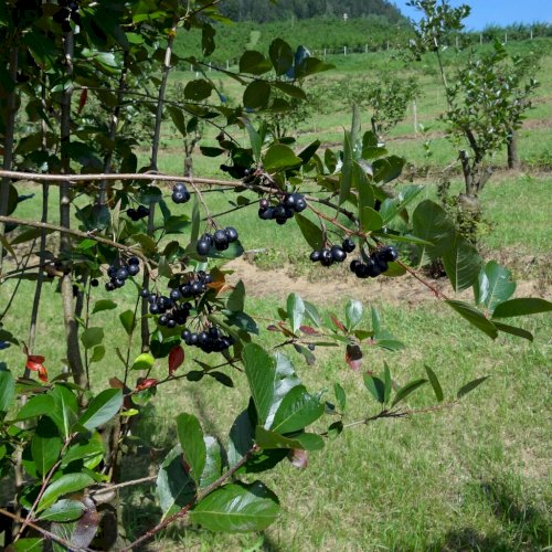Aronia Strauch/ Sorte Nero 