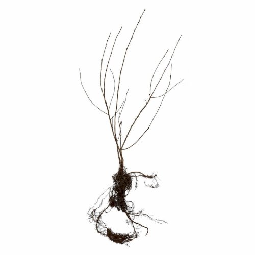 Aronia Strauch/ Sorte Nero 